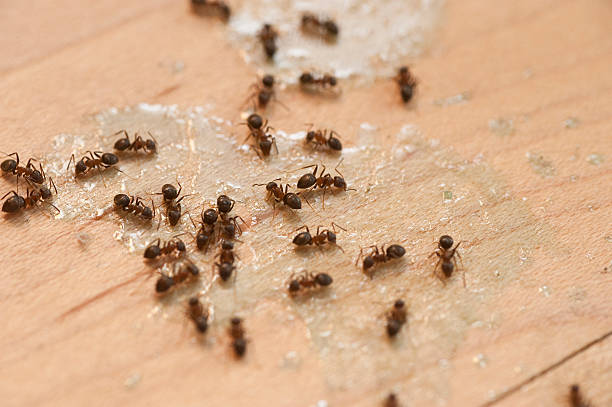 Best Bed Bug Extermination  in Gainesboro, TN