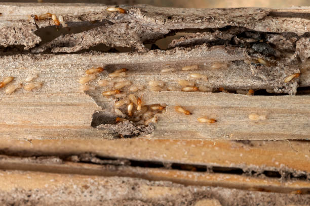 Best Commercial Pest Control Services  in Gainesboro, TN